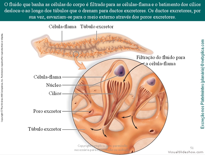 Diapositivo51