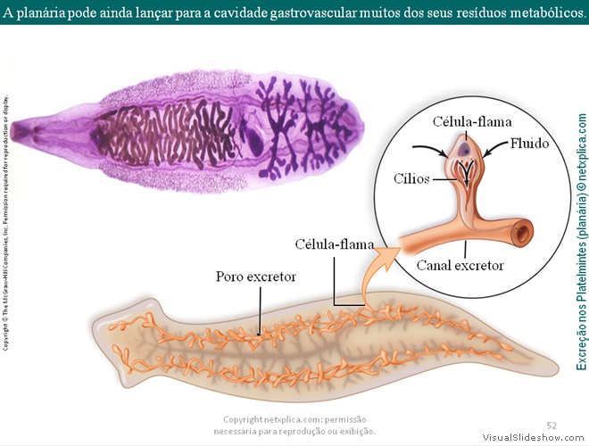 Diapositivo52