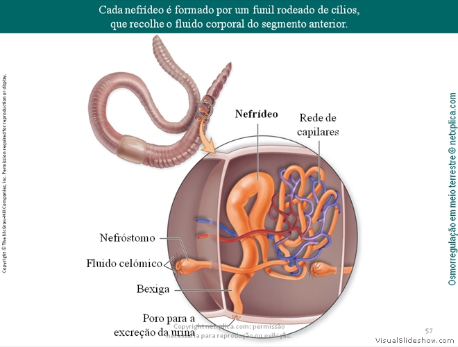 Diapositivo57