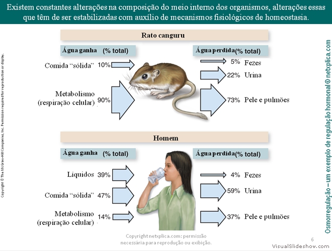 Diapositivo6