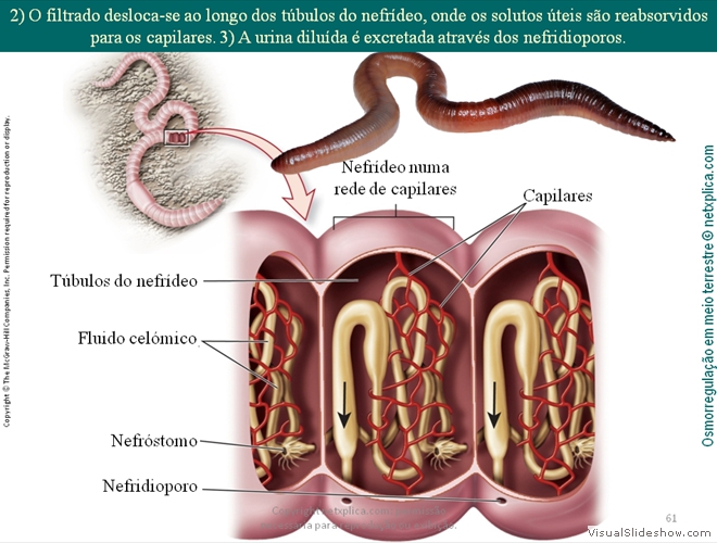 Diapositivo61