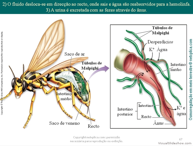 Diapositivo67