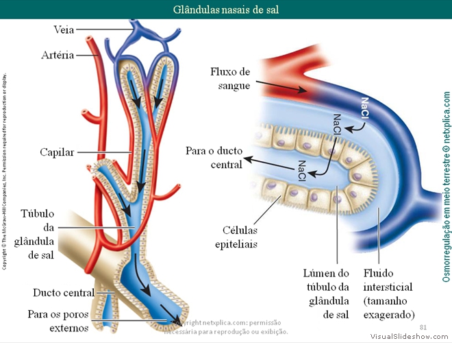 Diapositivo81