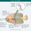 Diapositivo38