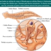 Diapositivo51