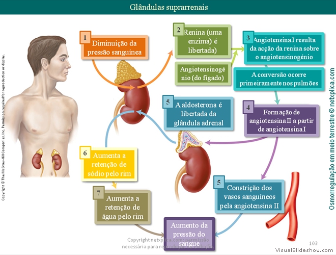 Diapositivo103