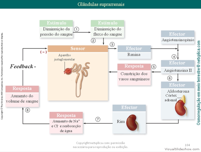 Diapositivo104