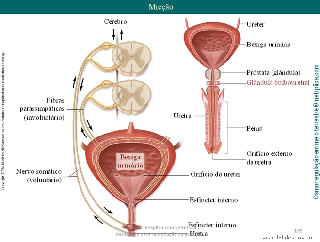 Diapositivo105