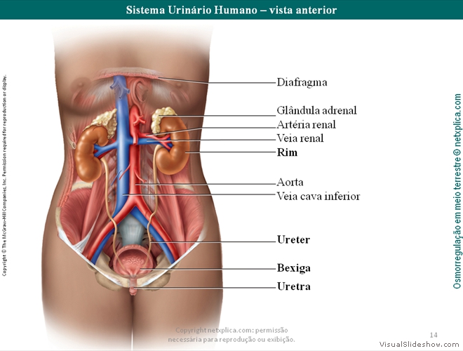 Diapositivo14