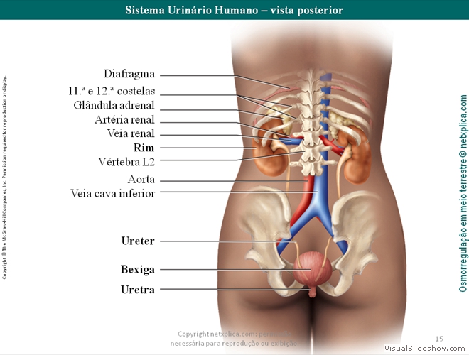 Diapositivo15