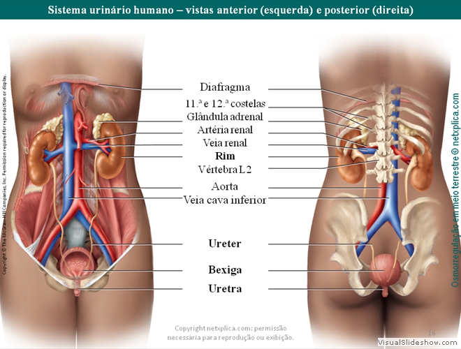 Diapositivo16