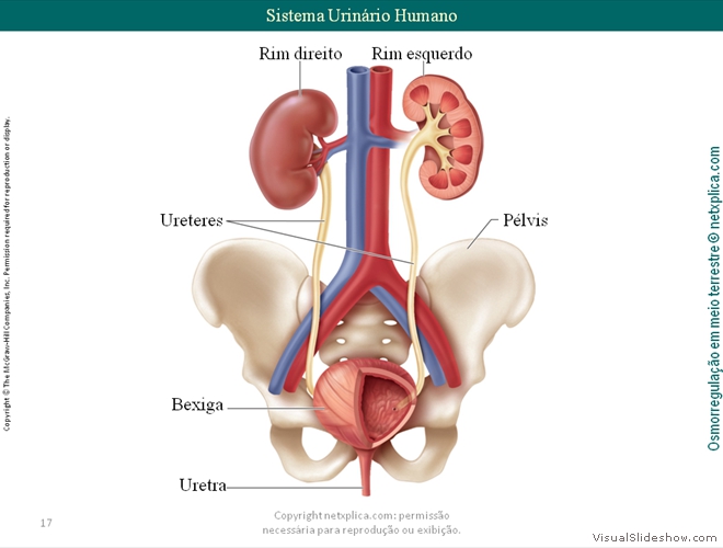 Diapositivo17