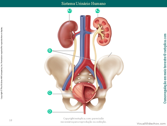 Diapositivo18