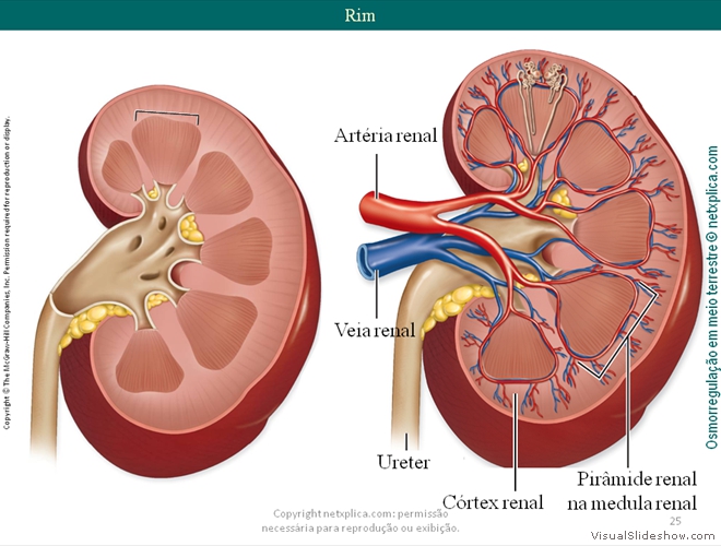 Diapositivo25