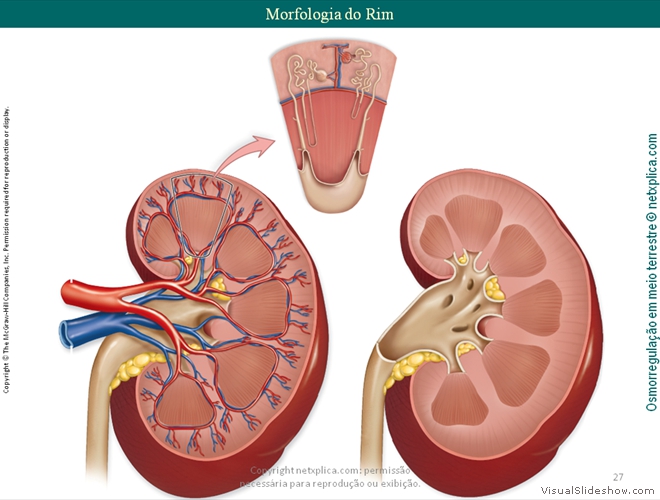 Diapositivo27