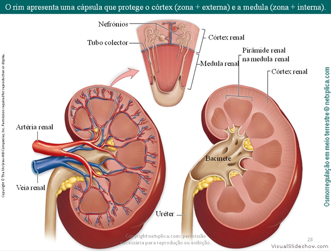 Diapositivo28