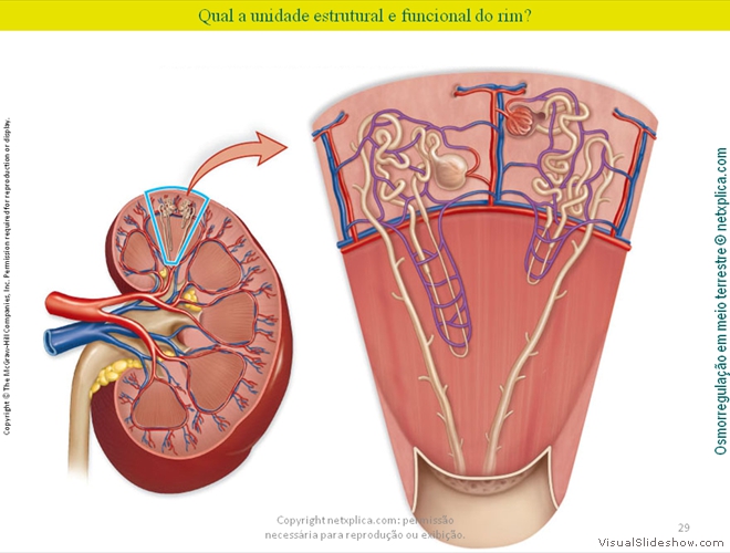 Diapositivo29