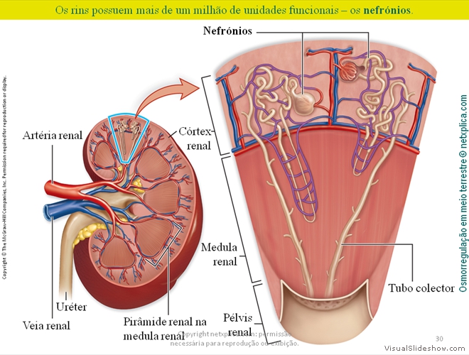 Diapositivo30