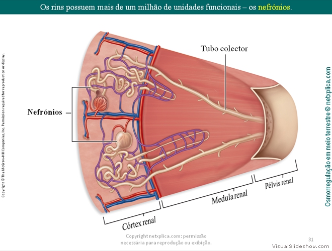 Diapositivo31