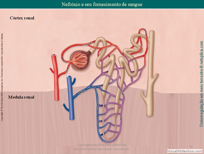 Diapositivo35