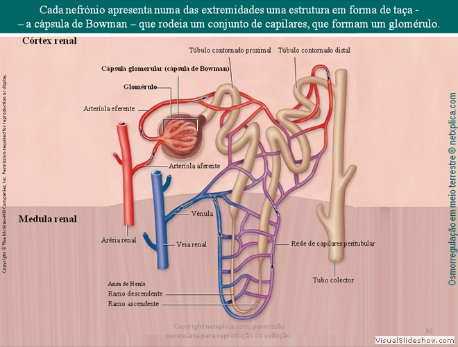 Diapositivo36