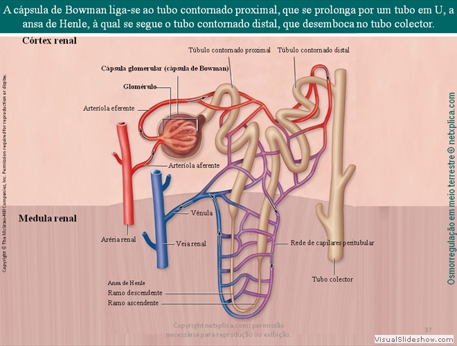 Diapositivo37