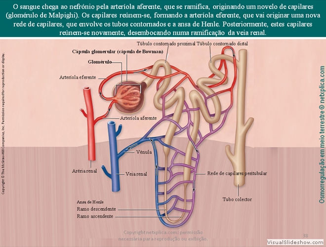 Diapositivo38