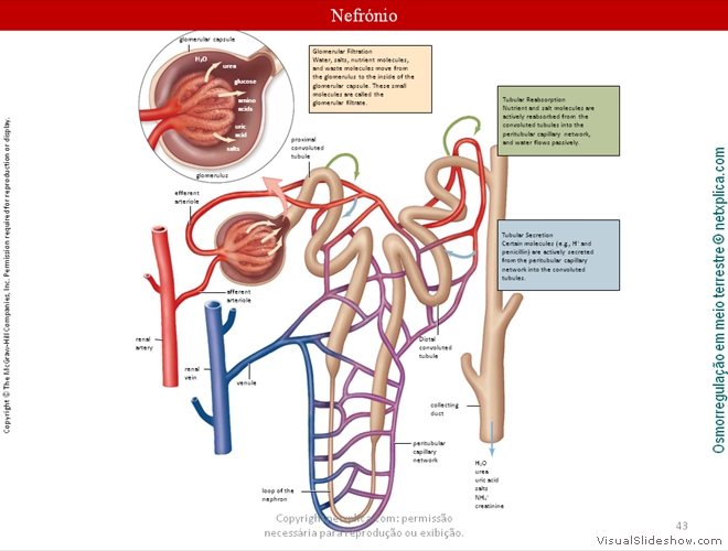 Diapositivo43