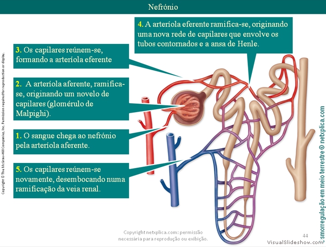 Diapositivo44