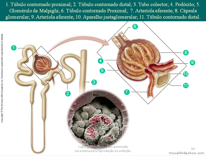 Diapositivo53