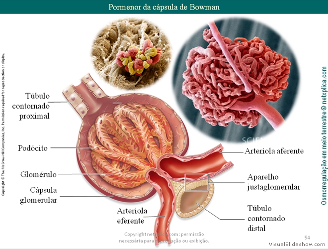 Diapositivo54