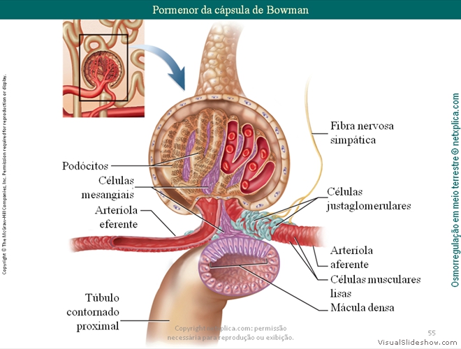 Diapositivo55