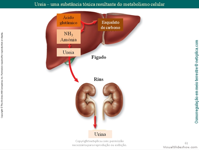 Diapositivo61