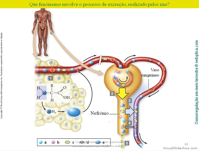 Diapositivo62