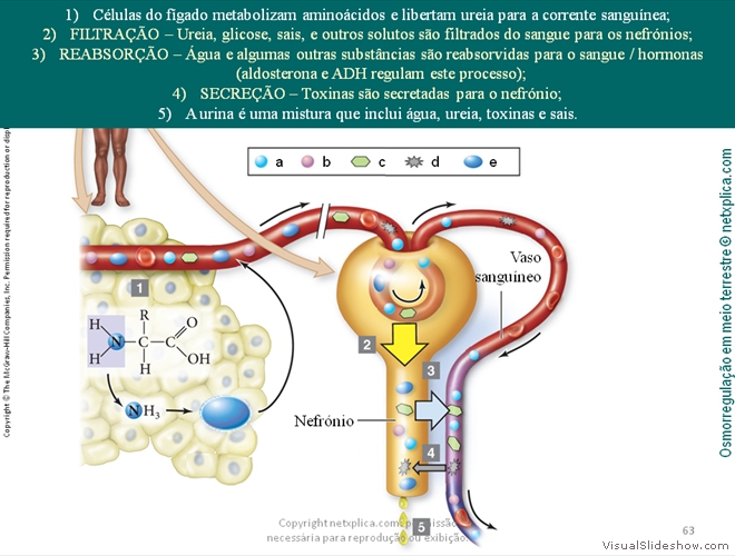 Diapositivo63