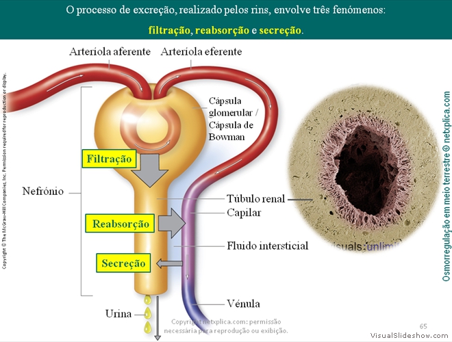 Diapositivo65