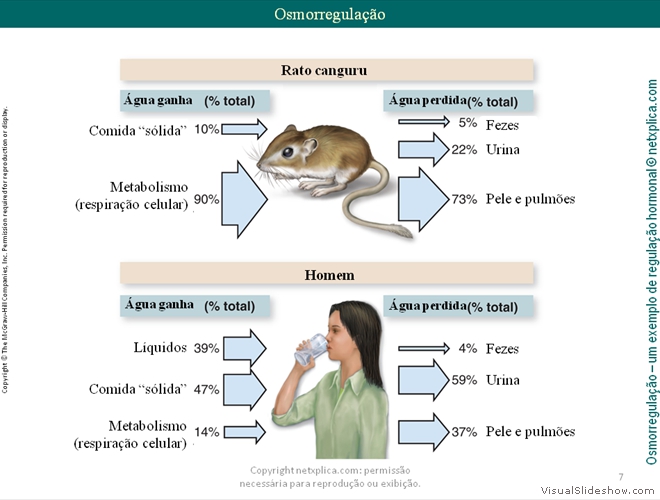 Diapositivo7