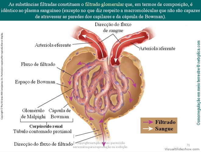 Diapositivo71