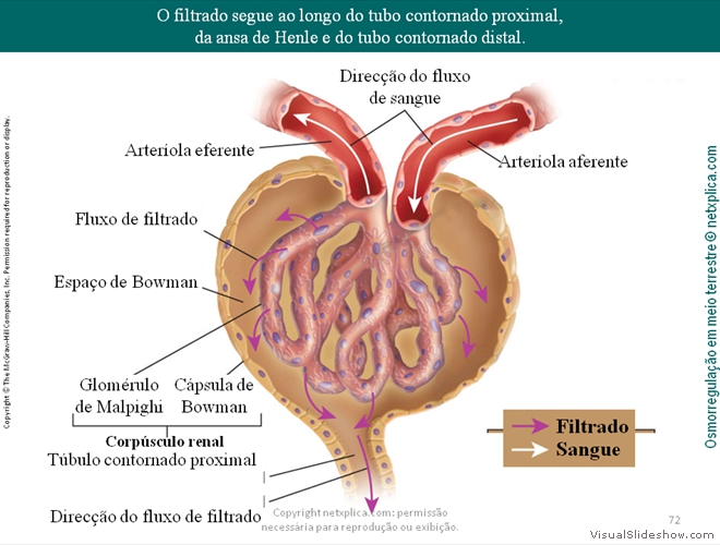 Diapositivo72