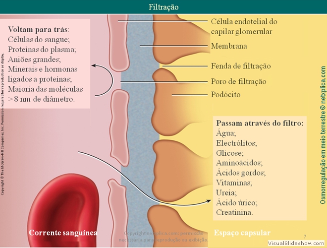 Diapositivo75