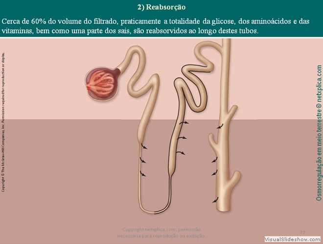 Diapositivo77