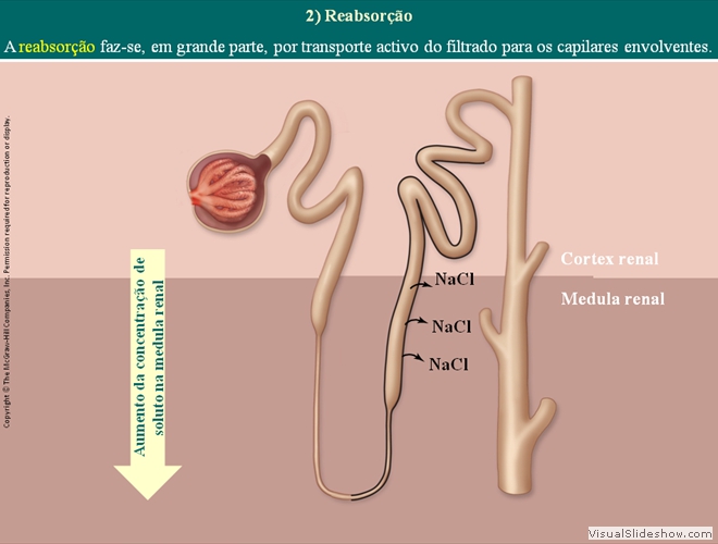 Diapositivo78