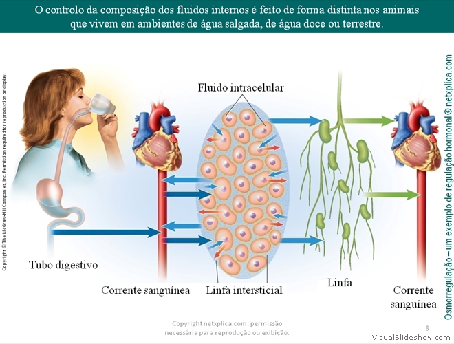 Diapositivo8