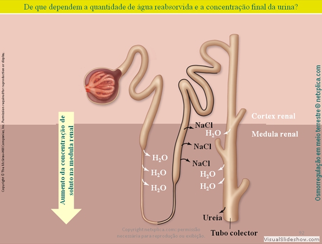 Diapositivo92