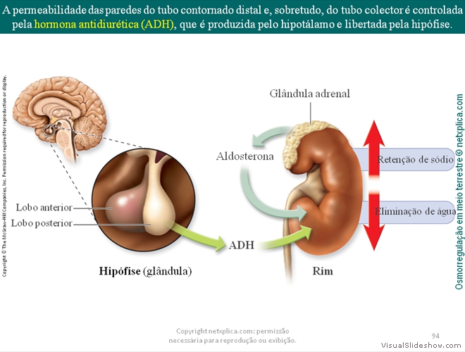 Diapositivo94