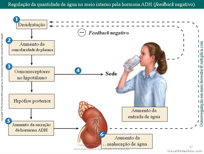 Diapositivo97