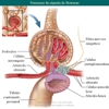 Diapositivo55