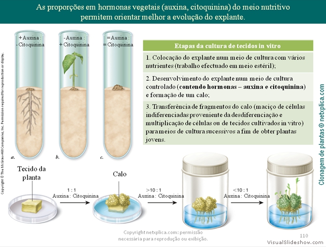 Diapositivo110