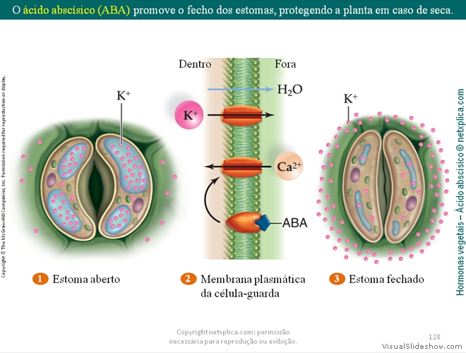 Diapositivo128