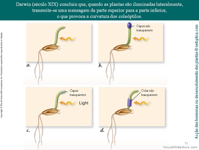 Diapositivo51